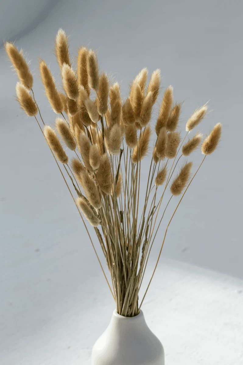 Beige Dried Pampas